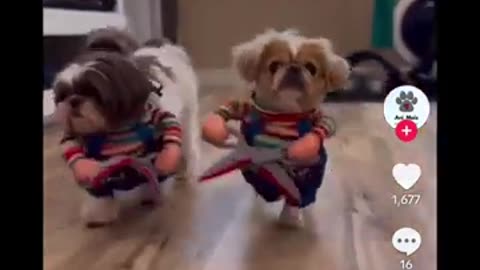 Cute Funny Small Dogs Running