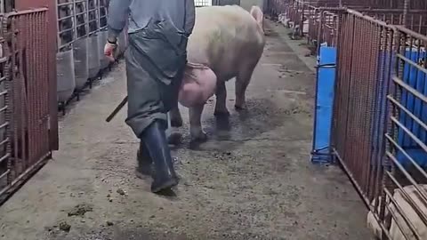 carefully bro😱🇰🇷#viral#pig#shortvideo #shorts#short#shortsfeed#subscribe#pigsisbeautiful#vi