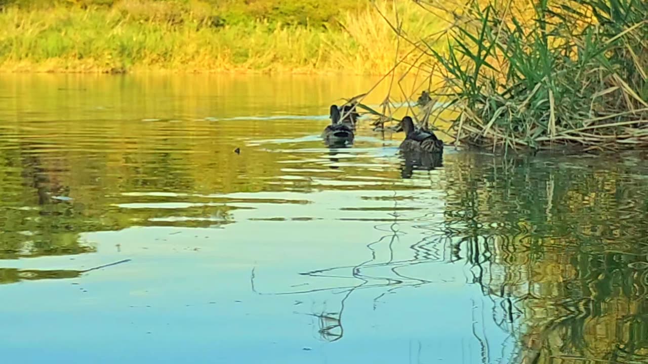 Spiritual awakening / Nature ambience.