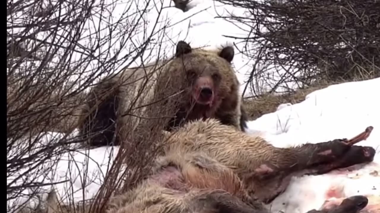 Wild bear hunt down and eat alive