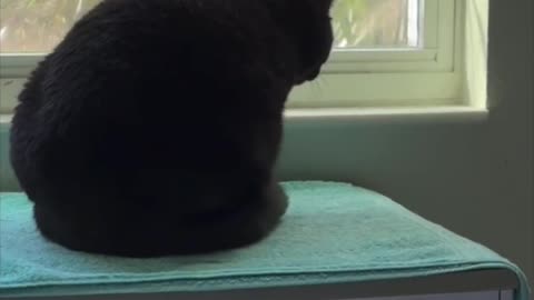 Cute Precious Piper Does a Spa Loaf - Adopting a Cat from a Shelter Vlog #shorts