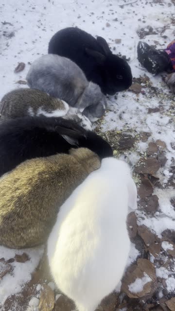 Bunny Crunch Sounds Are So Relaxing