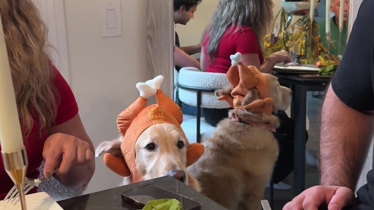 Won’t Someone Give This Good Boy a Slice of Turkey