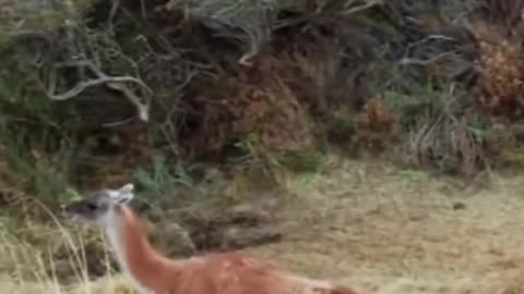 Alpaca vs. Lynx: Let's Run! See Who's More Awesome!