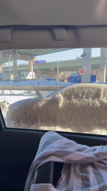 Frozen Car in Philadelphia