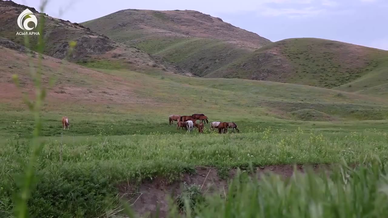 Бүркітші - Ұлт нақышы