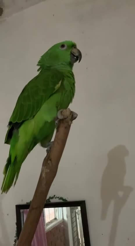 When you got a parrot but ended up with a cat instead