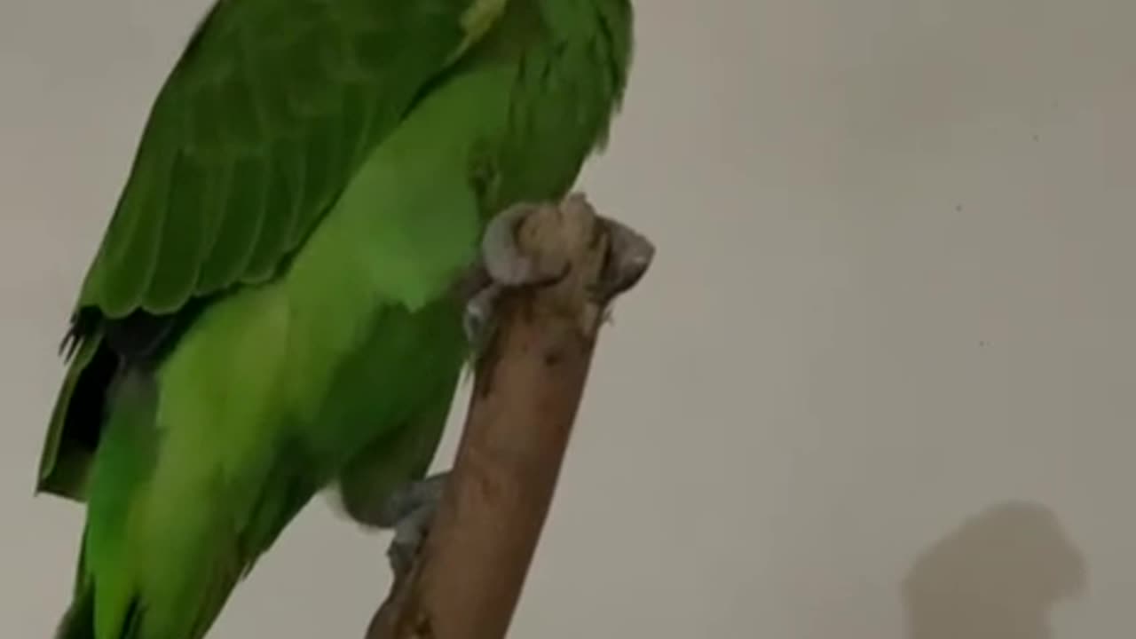 When you got a parrot but ended up with a cat instead