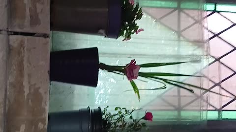 Lsd windows