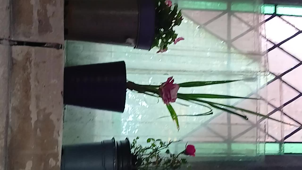 Lsd windows