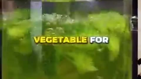 Surprising Facts About Vegetables You Didn't Know! 🥦✨#VeggieFacts 🥕 #EatYourGreens 🌱 #SuperVeggies