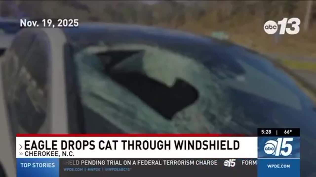 Meanwhile in North Carolina… Bald eagle drops cat through womans windshield