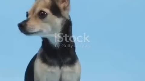 Traveling with PETS Just Got a Whole Lot Easier?