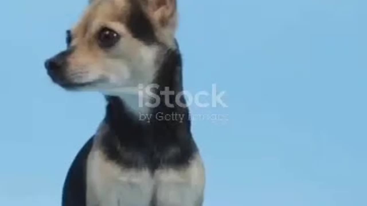 Traveling with PETS Just Got a Whole Lot Easier?