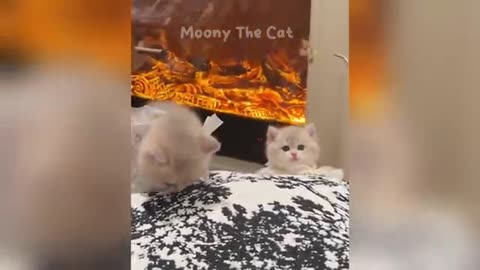 Come and see buddy