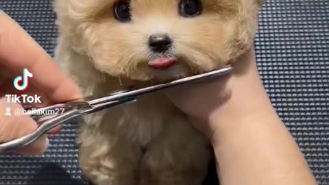 Dogs and cats