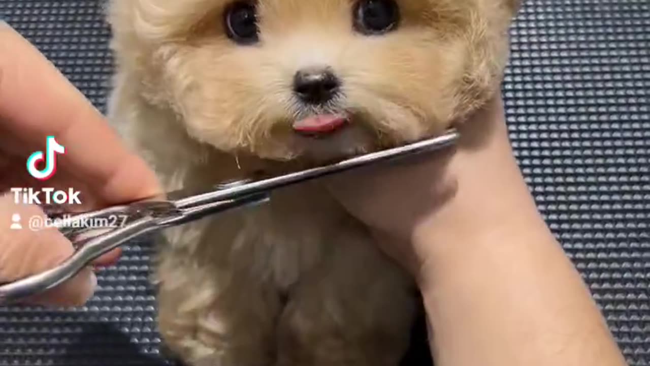 Dogs and cats