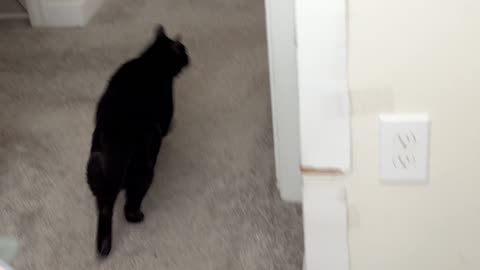 Cute Precious Piper Moves Quickly - My Adopted Shelter Cat Vlog