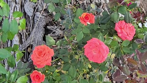 Delineation America Climbing Rose