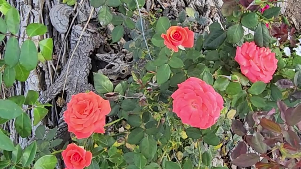 Delineation America Climbing Rose