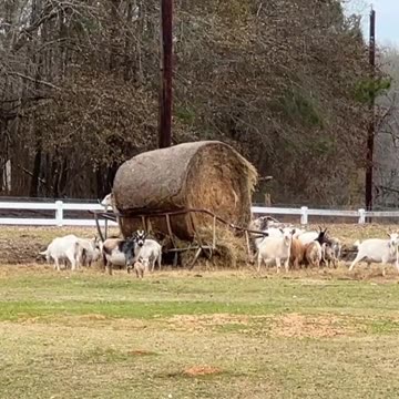 I don't have any snacks