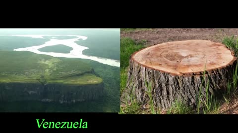 There Are No Forests On Earth Ancient Trees Flat Earth