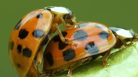 ladybug couple engage in Sex