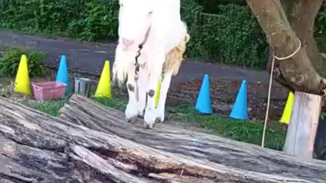 夏休みの山羊さん