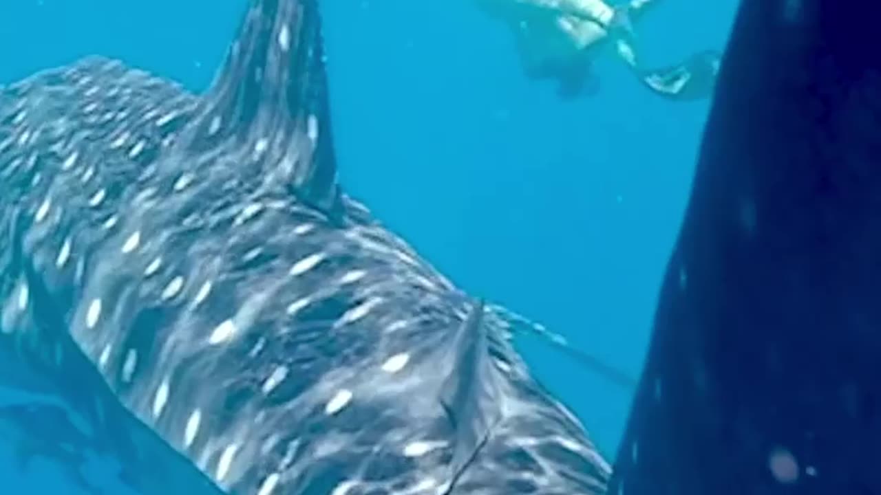 3 curiosidades sobre los tiburones