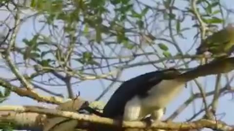 The hornbill mother locks herself in the tree hollow for up to six months