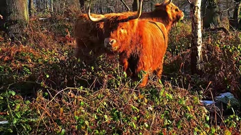 Stunning Winter Walk in an English Forest