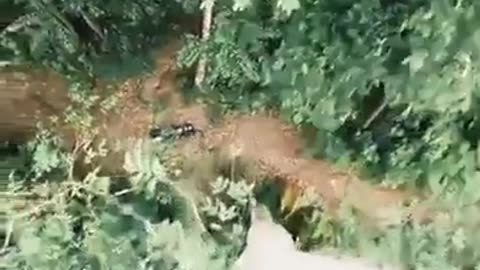 🤯✨ Man Fights for His Life Up a Tree During Tiger Attack! | FeedMyCuriosity