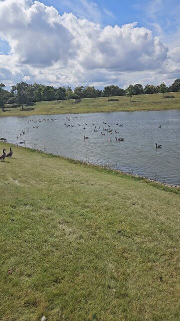 Louis Reservoir Caught a Flood of Geese