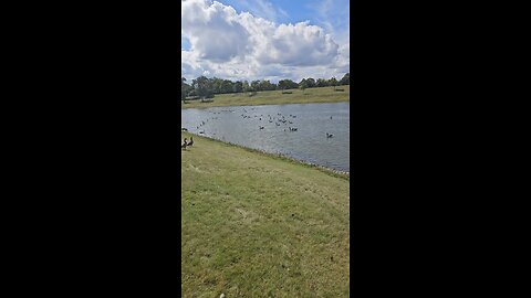 Louis Reservoir Caught a Flood of Geese