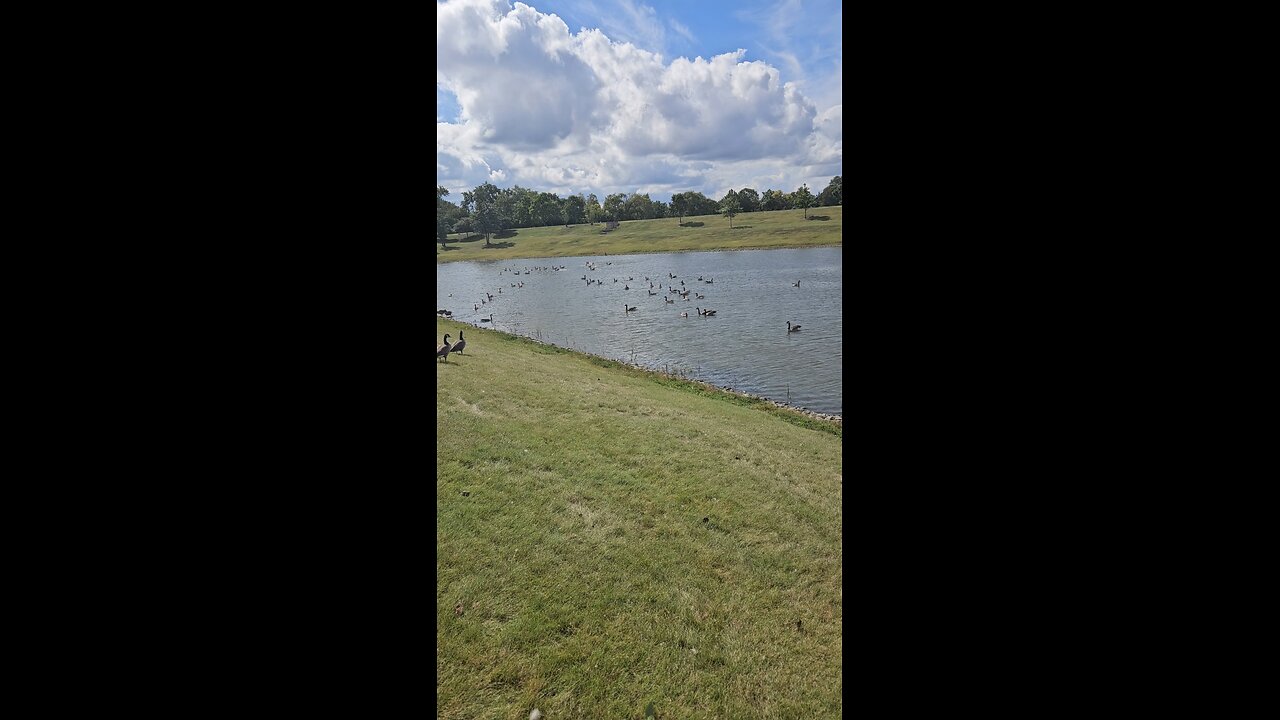 Louis Reservoir Caught a Flood of Geese