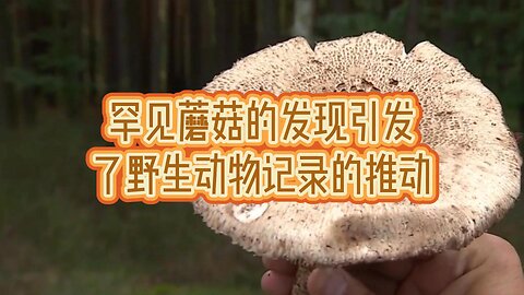 罕见蘑菇的发现引发了野生动物记录的推动