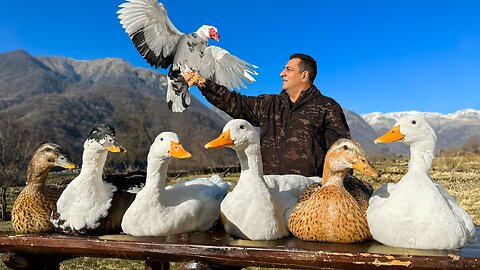 I bake juicy ducklings with tender meat and crispy crust! A perfect Juicyyyy!!!