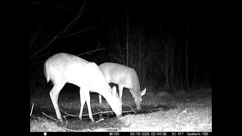 Deer Cam 03-10-2025