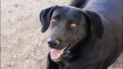 From starving in the desert, watch the most content dog at the sanctuary. [Ep 70]