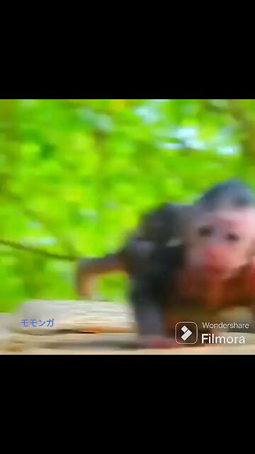 This is a monkey that was fed a hot pepper.