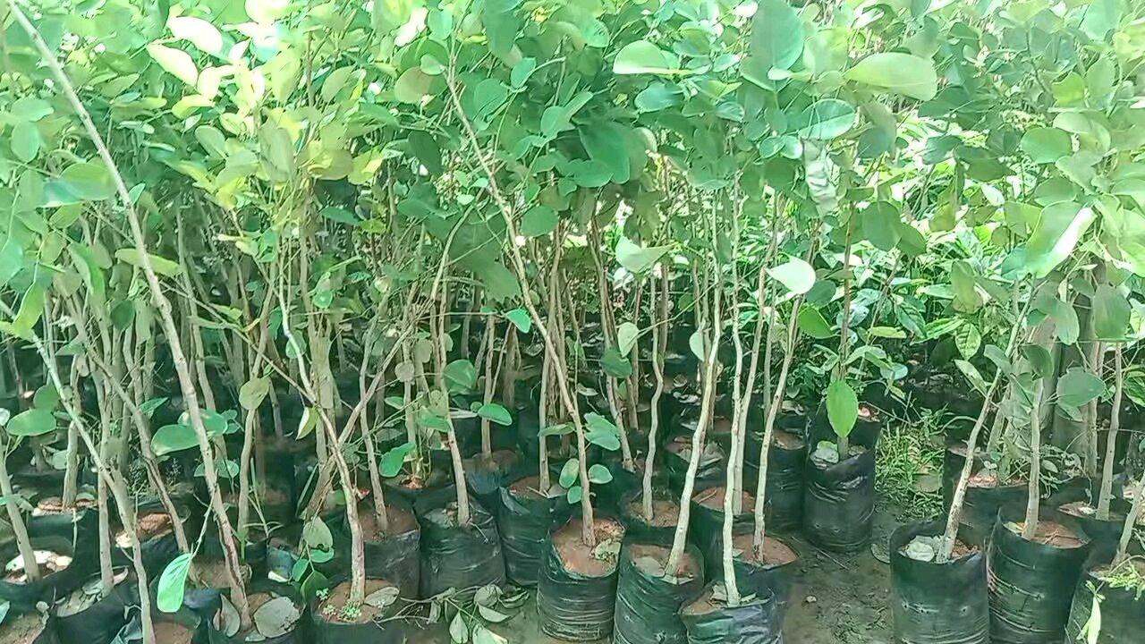 Red sandalwood plantation