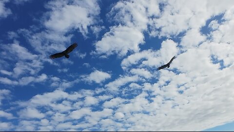 🦅 Learning To Fly - Pink Floyd 🦅
