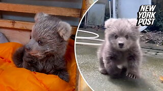 Bear cub named Junjun is the internet's newest animal crush