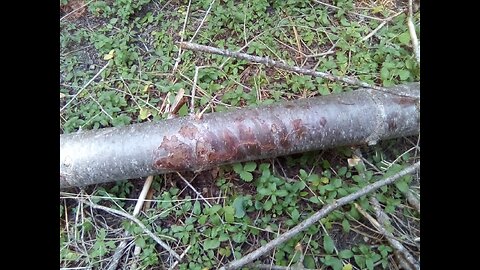 Bigfoot blocks off hunter camp - handprint on fir pushed onto firepit