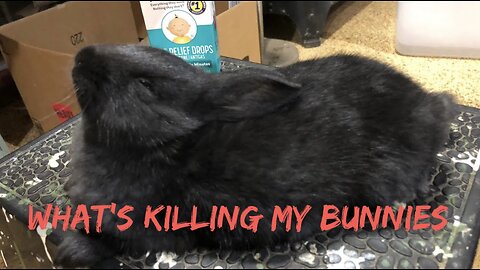 What’s Killing My Bunnies VLOG#045