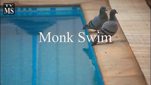 Monk Swim 1/8