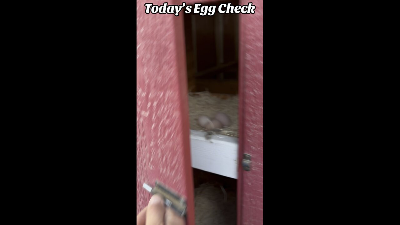 Today’s #Egg Check!