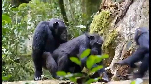 Chimpanzee having sex