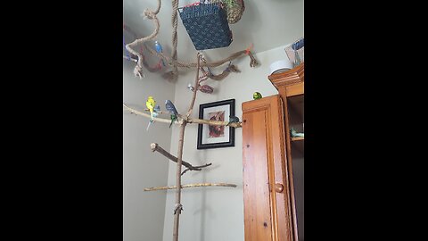 9 Perching Parrots