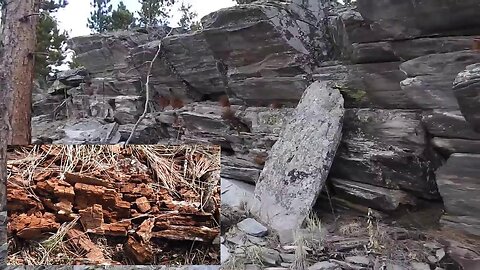 The original forest on flat earth part 15, 5 of 7, My Trip Unedited